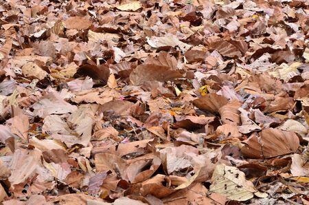 dry leaf on groundの写真素材