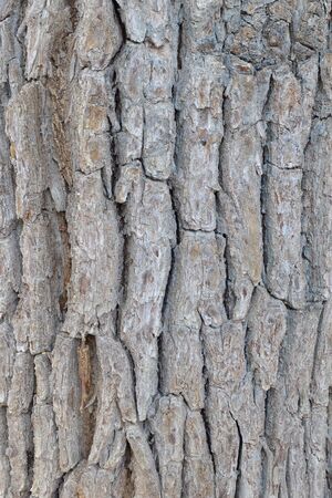 Bark of the oak tree as textured backgroundの写真素材