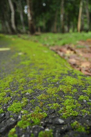 Part of the ground area with a moss and grassの写真素材