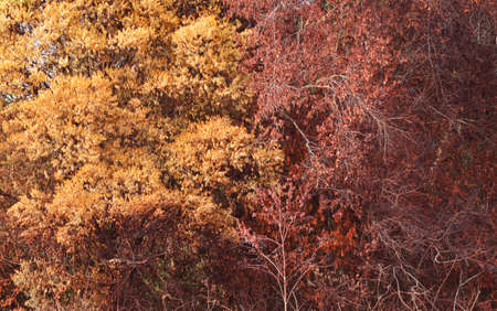 dry tree in tropical forest, Asia in Summer