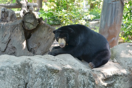 Black bear in the park, zoo in Asiaの写真素材
