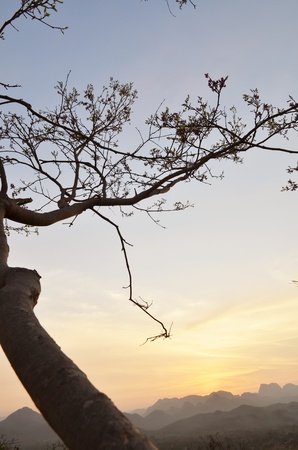 back tree and mountain landscape at Sunsetの写真素材