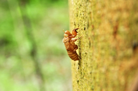 insect slough off on the tree, National Park in Thailand