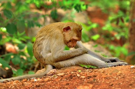 Monkey is sleeping