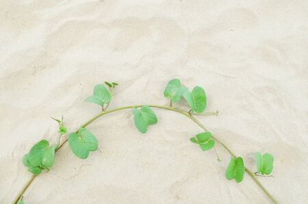 plant and leaf on the sandの写真素材