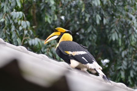 Great Pied Hornbill in the nature, Thailandの写真素材