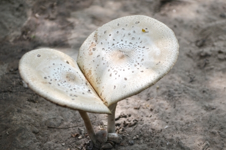 Big mushroom poisoningの写真素材