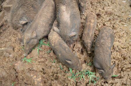 dirty pigs laying in the mudの写真素材