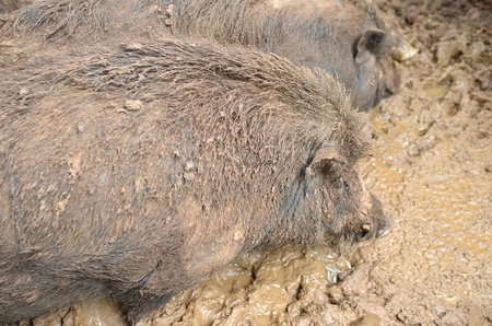 Wild pigの写真素材