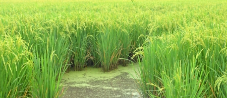 Rice  Spikelet of rice on the background of green leavesの写真素材
