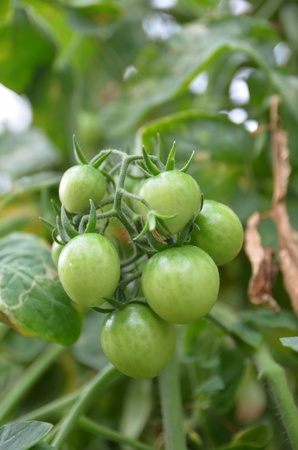 turkey berryの写真素材