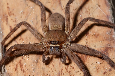 Detail of a tarantula spider