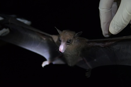 Bats researching in the field of nightの写真素材