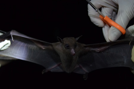 Bats researching in the field of night