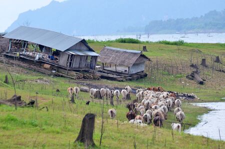 Cows in a meadow in the riverside, Thailandのeditorial素材