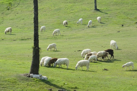 Sheep farm in South island, New Zealand.の写真素材