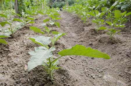 part of vegetable garden