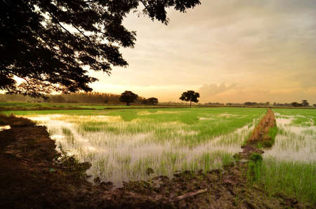 Sunset on green rice farmの写真素材