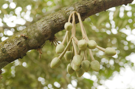 durian's flower in nature