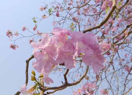 Pink Tabebuia flower blossom, Thailandの写真素材