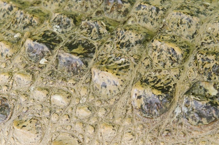 Crocodile skin texture background
