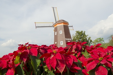 Christmas Flowers , Red Poinsettias with green leavesの写真素材