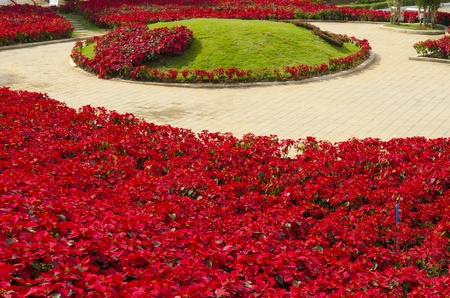 Christmas Flowers , Red Poinsettias with green leavesの写真素材