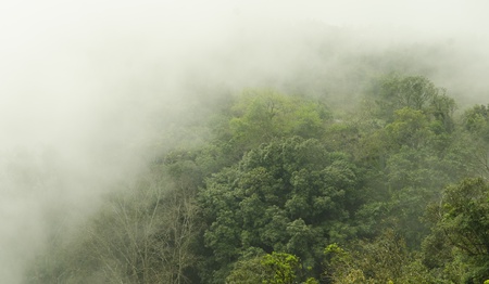 beautiful green forest