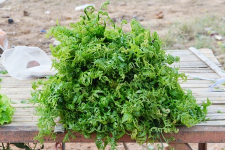 many kind of vegetableの写真素材