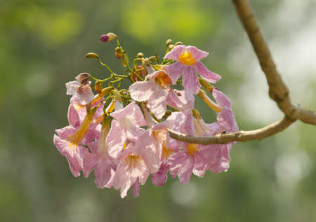 Beautiful pink flowers in nature.の写真素材
