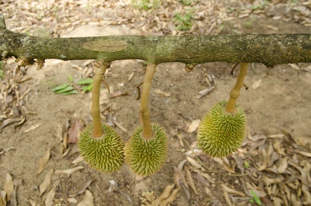 Fresh Durian on tree in moist orchard at Chanthaburi, Thailandの写真素材