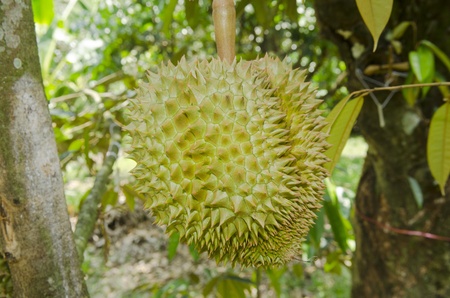 Fresh durian on its tree in the orchard, Thailandの写真素材