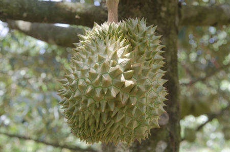Fresh durian on its tree in the orchard, Thailandの写真素材