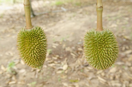 Fresh Durian on tree in moist orchard at Chanthaburi, Thailandの写真素材