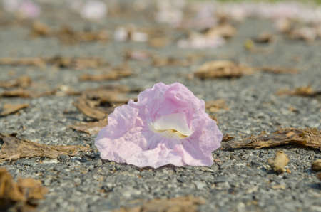 Beautiful pink flowers in nature.の写真素材