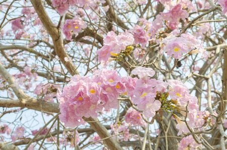 Abstract background of flowers. Close-up.