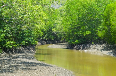 Photo of green fertile mangrove forests of Thailand.