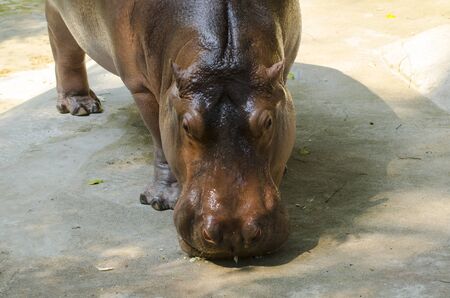 hippopotamus の写真素材