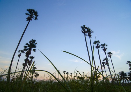 palm trees sunset golden blue sky backlight in mediterraneanの写真素材