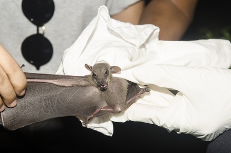 Bat in hand of researcher, Of research studies in the field.