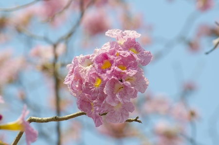 Beautiful pink flowers and Blue sky, Thailandの写真素材