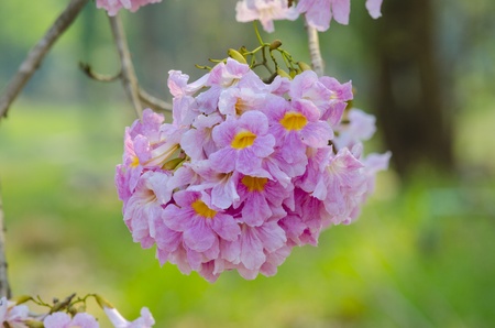 Beautiful pink flowers and Blue sky, Thailand