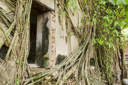 Root of the tree absorbing the ruins Wat Bang Kung Within the temple,Temple in Thailandの写真素材