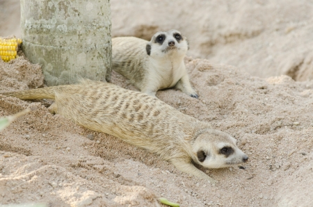 Meerkatの写真素材