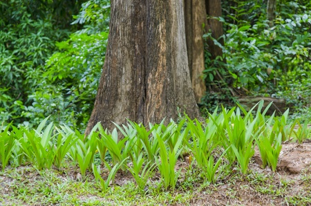 beautiful green forestの写真素材
