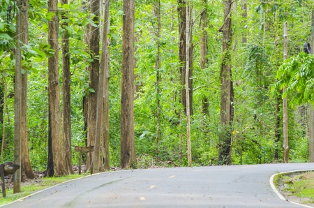 beautiful green forestの写真素材