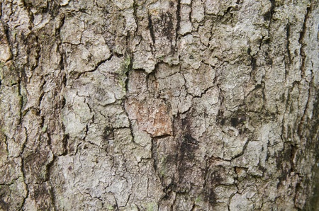 Old Wood Tree Texture Background Pattern