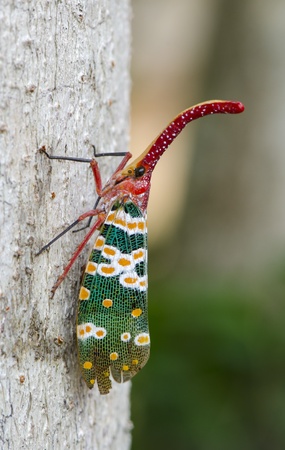 lanternfly, the insect on tree fruits. FULGORID PLANTHOPPERS.
