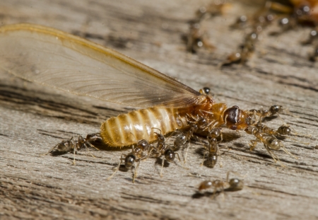 Ants Fighting Termites