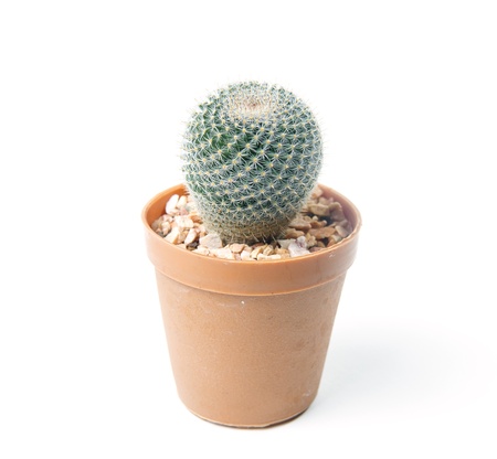 Beautiful cactus isolated on white backgroundの写真素材